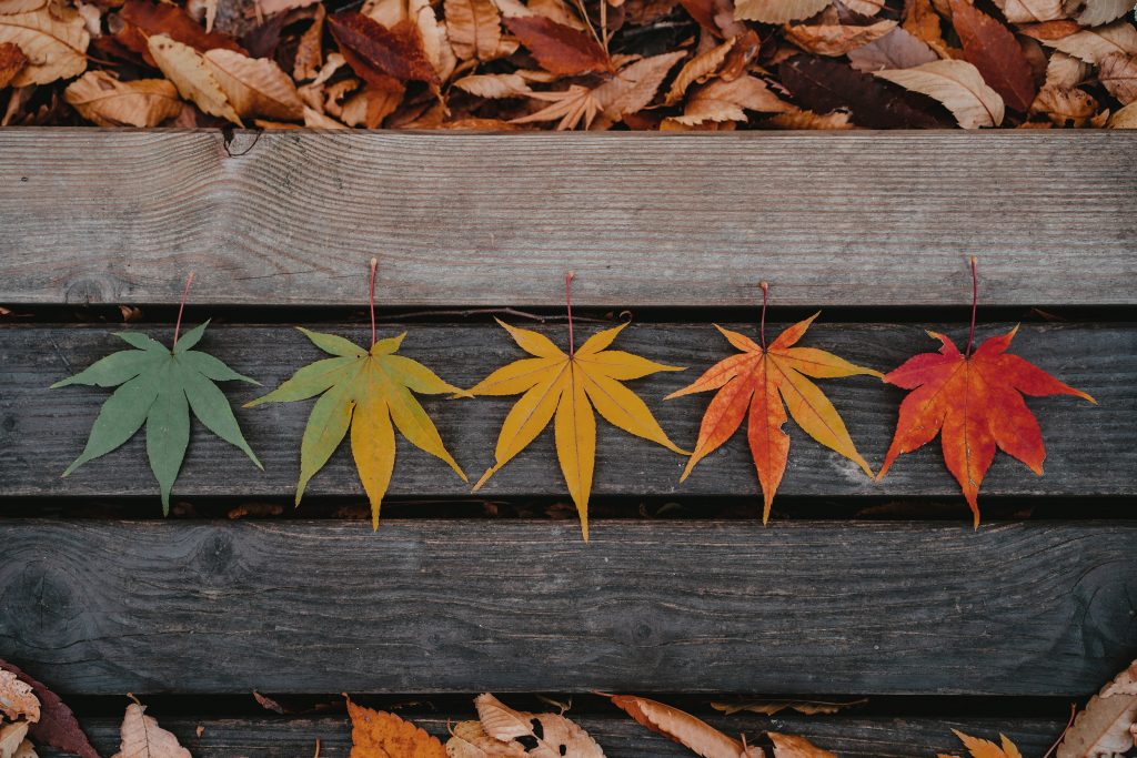 Folhas de diversas estações, afinal a meditação ajuda você a encarar os ciclos da vida.
